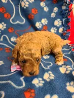 Ella, a female Bichpoo for sale in Wentworth, MO – Photo 3 of 4