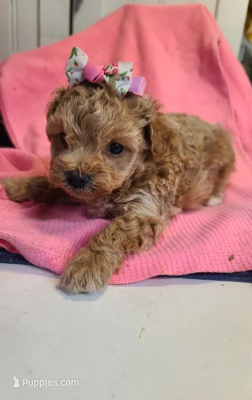 Sophia  – Poodle - Toy , Bichpoo puppy for sale in Wentworth, MO