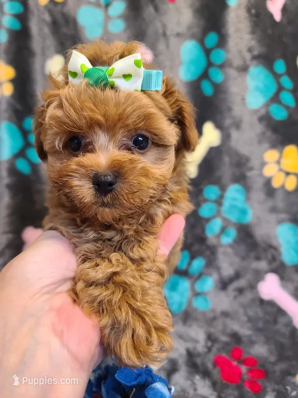 Pixie , a female Maltipoo and Poodle - Toy  for sale in Wentworth, MO – 1 of 7