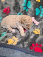 Randi, a female Poodle - Toy  and Havapoo for sale in Wentworth, MO – 4 of 4