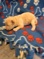 Sammy , a male Poodle - Toy  and Bichpoo for sale in Wentworth, MO – 3 of 4