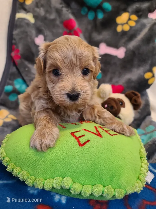 Gus – Maltipoo, Poodle - Toy  puppy for sale in Wentworth, MO