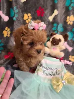 Pixie , a female Maltipoo and Poodle - Toy  for sale in Wentworth, MO – 7 of 7