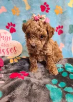 Janie , a female Maltipoo and Poodle - Toy  for sale in Wentworth, MO – 7 of 9