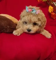 Dolly, a female Poodle - Toy  and Havapoo for sale in Wentworth, MO – 6 of 9