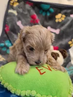 Gus, a male Maltipoo and Poodle - Toy  for sale in Wentworth, MO – 5 of 6