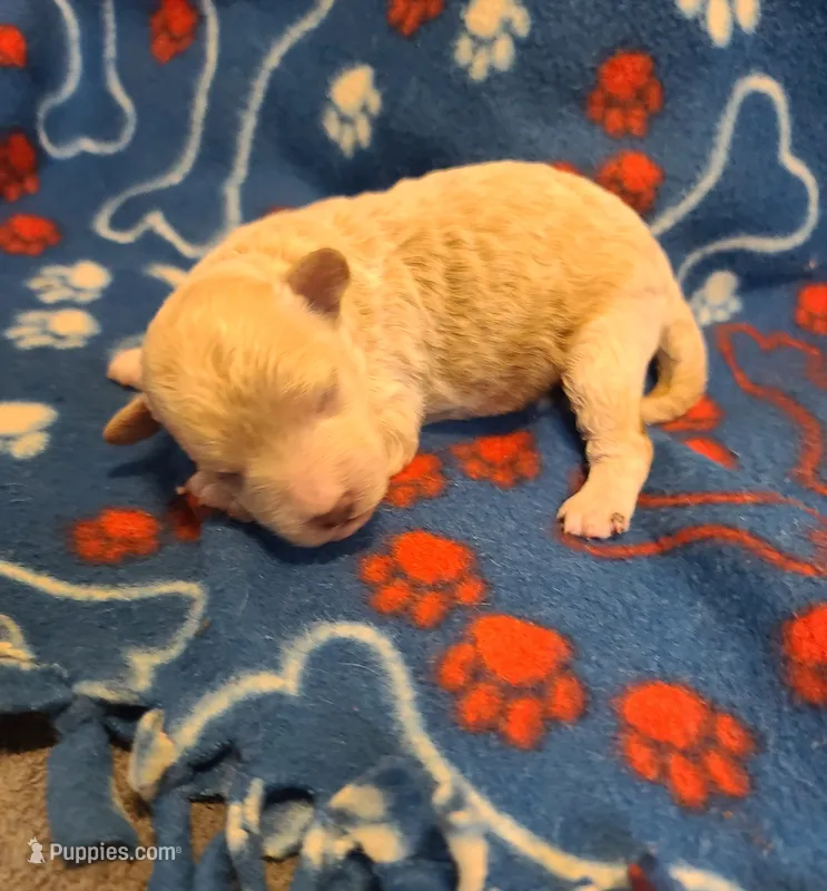 Samuel  – Poodle - Toy , Bichpoo puppy for sale in Wentworth, MO
