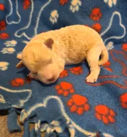 Sammy , a male Poodle - Toy  and Bichpoo for sale in Wentworth, MO – 1 of 4