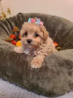 Dolly, a female Poodle - Toy  and Havapoo for sale in Wentworth, MO – 7 of 9