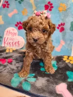 Janie , a female Maltipoo and Poodle - Toy  for sale in Wentworth, MO – 9 of 9
