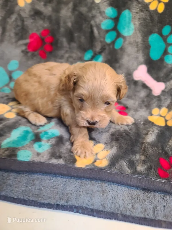 Candy – Poodle - Toy , Havapoo puppy for sale in Wentworth, MO