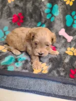 Candy, a female Poodle - Toy  and Havapoo for sale in Wentworth, MO – 1 of 5