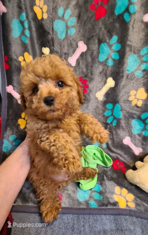 Razor – Poodle - Toy , Bichpoo puppy for sale in Wentworth, MO