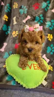 Josiah, a female Maltipoo and Poodle - Toy  for sale in Wentworth, MO – 2 of 10