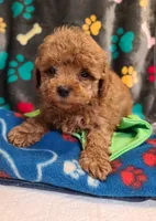 Razor, a male Poodle - Toy  and Bichpoo for sale in Wentworth, MO – 5 of 5