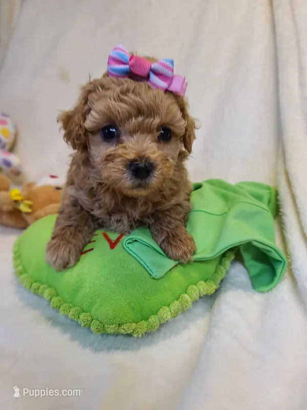 Star – Poodle - Toy , Bichpoo puppy for sale in Wentworth, MO