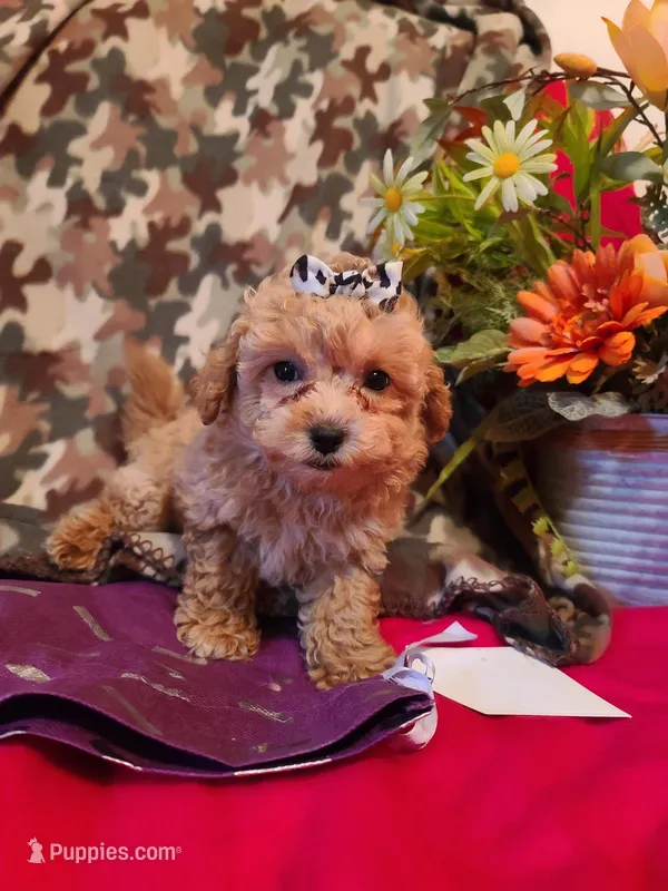 Star – Poodle - Toy , Bichpoo puppy for sale in Wentworth, MO