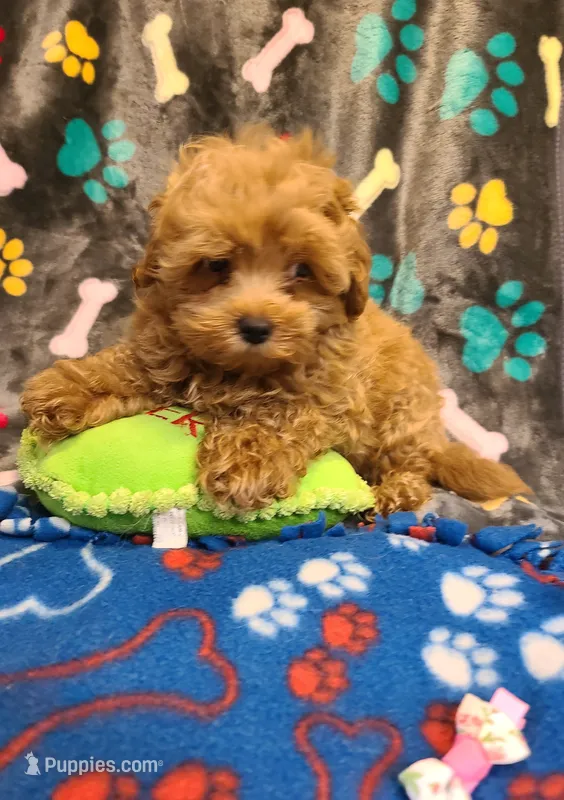 Frisco  – Maltipoo, Poodle - Toy  puppy for sale in Wentworth, MO