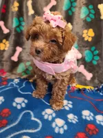 Lexie, a female Maltipoo and Poodle - Toy  for sale in Wentworth, MO – 3 of 6
