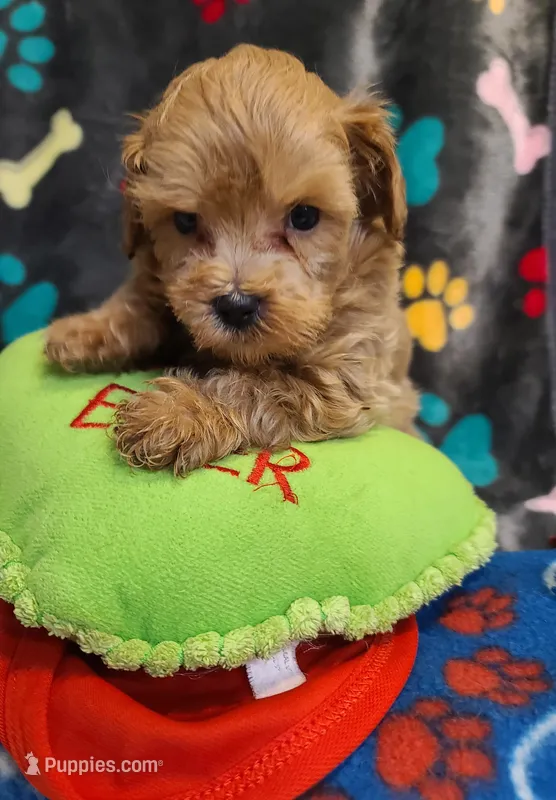 Rowdy – Maltipoo, Poodle - Toy  puppy for sale in Wentworth, MO