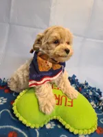 Carson , a male Maltese and Poodle - Toy  for sale in Wentworth, MO – 2 of 7