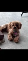 Candy, a  Maltipoo and Poodle - Toy  for sale in Wentworth, MO – 3 of 10