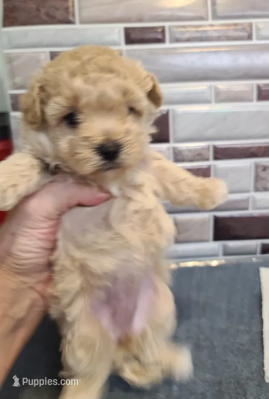 Sandy  – Poodle - Toy , Havapoo puppy for sale in Wentworth, MO