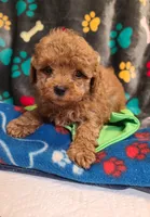 Razor, a male Poodle - Toy  and Bichpoo for sale in Wentworth, MO – 3 of 5