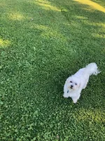 Candy, a  Maltipoo and Poodle - Toy  for sale in Wentworth, MO – 10 of 10