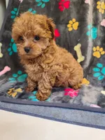 Frisco , a male Maltipoo and Poodle - Toy  for sale in Wentworth, MO – 5 of 6