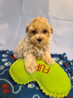 Carson , a male Maltese and Poodle - Toy  for sale in Wentworth, MO – 6 of 7