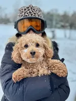 Sonny , a  Poodle - Toy  and Bichpoo for sale in Wentworth, MO – 5 of 6