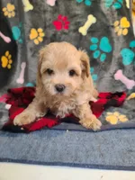 Joey, a male Maltipoo and Poodle - Toy  for sale in Wentworth, MO – 5 of 6