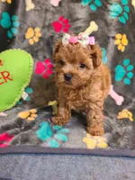 Josiah, a female Maltipoo and Poodle - Toy  for sale in Wentworth, MO – 5 of 10