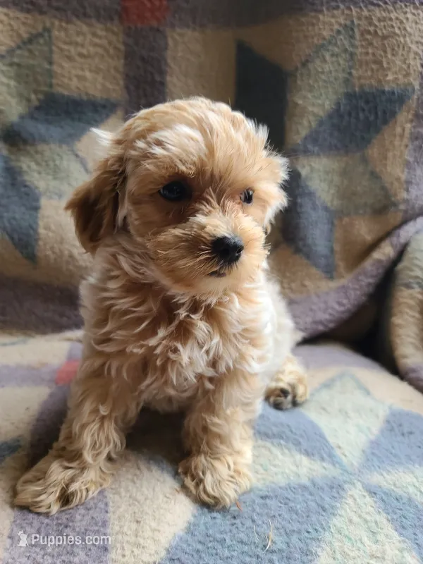 Carson  – Maltese, Poodle - Toy  puppy for sale in Wentworth, MO