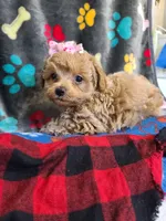 Sophia , a female Poodle - Toy  and Bichpoo for sale in Wentworth, MO – 7 of 7