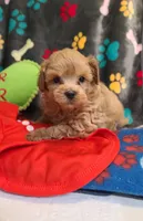Rowdy, a male Maltipoo and Poodle - Toy  for sale in Wentworth, MO – 2 of 6