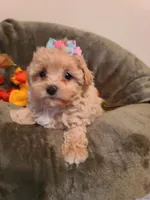 Dolly, a female Poodle - Toy  and Havapoo for sale in Wentworth, MO – 8 of 9