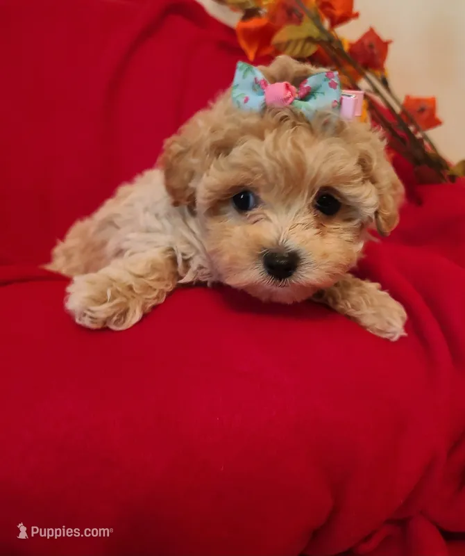 Dolly – Poodle - Toy , Havapoo puppy for sale in Wentworth, MO