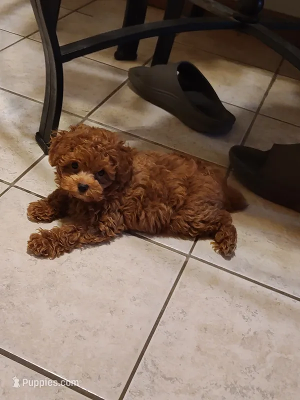 REDBULL  – Maltipoo, Poodle - Toy  puppy for sale in Wentworth, MO