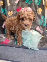 Janie , a female Maltipoo and Poodle - Toy  for sale in Wentworth, MO – 4 of 9