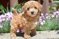 Sonny , a  Poodle - Toy  and Bichpoo for sale in Wentworth, MO – 3 of 6