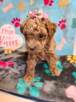 Janie , a female Maltipoo and Poodle - Toy  for sale in Wentworth, MO – 8 of 9