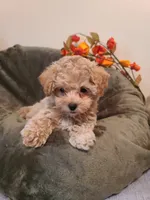 Ranger , a male Maltipoo and Poodle - Toy  for sale in Wentworth, MO – 6 of 6