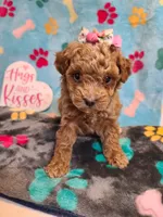 Janie , a female Maltipoo and Poodle - Toy  for sale in Wentworth, MO – 5 of 9