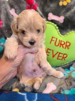 Casper , a male Maltipoo and Poodle - Toy  for sale in Wentworth, MO – 6 of 6