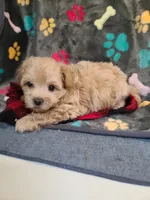 Joey, a male Maltipoo and Poodle - Toy  for sale in Wentworth, MO – 6 of 6