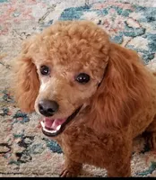Candy, a  Maltipoo and Poodle - Toy  for sale in Wentworth, MO – 7 of 10