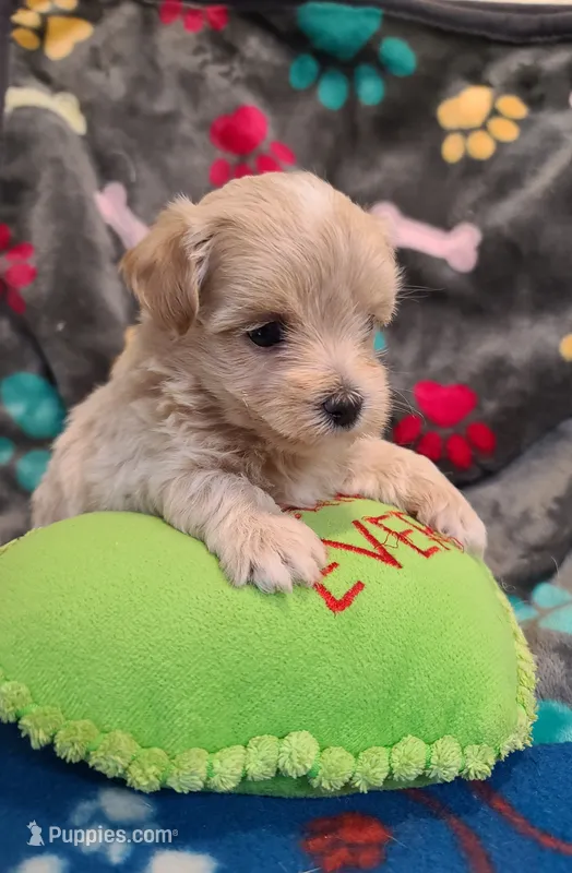 Casper  – Maltipoo, Poodle - Toy  puppy for sale in Wentworth, MO