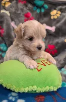 Casper , a male Maltipoo and Poodle - Toy  for sale in Wentworth, MO – 4 of 6